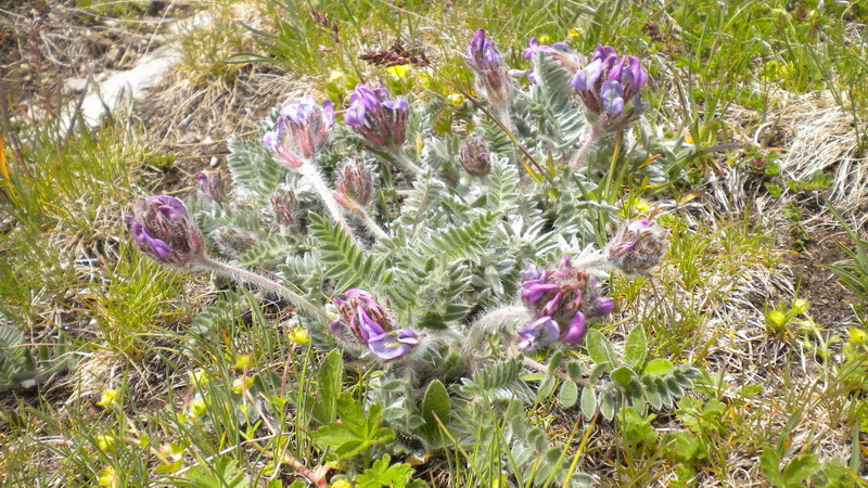 Val d''Aosta 09 - Oxytropis cfr. halleri